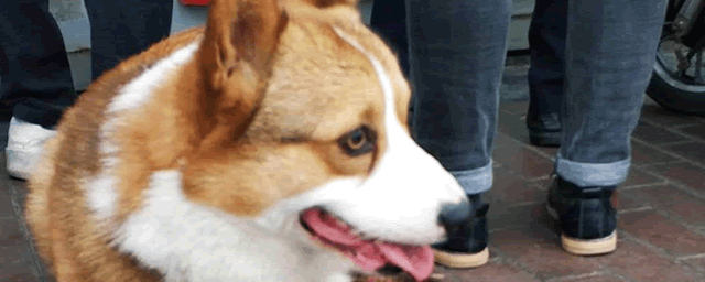 小柯基多少钱一只