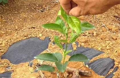 柑橘幼树什么时候摘心