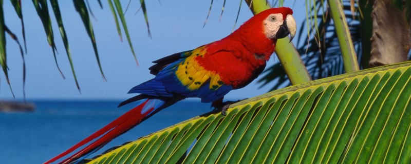 鹦鹉嘴巴太长可以剪吗