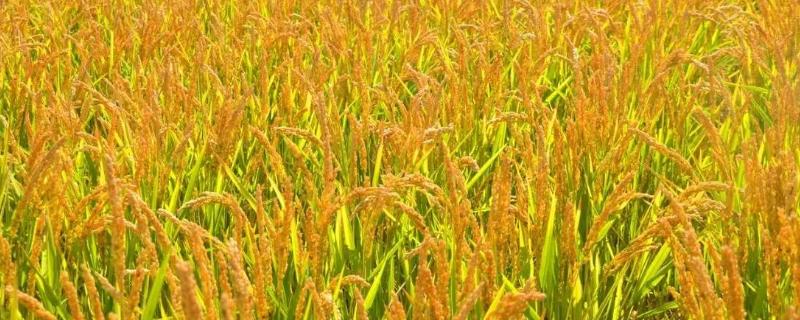 种子萌发时自由水与结合水的比值从种子到米饭的全过程