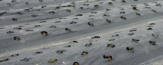 地膜覆盖栽培可以提高产量吗