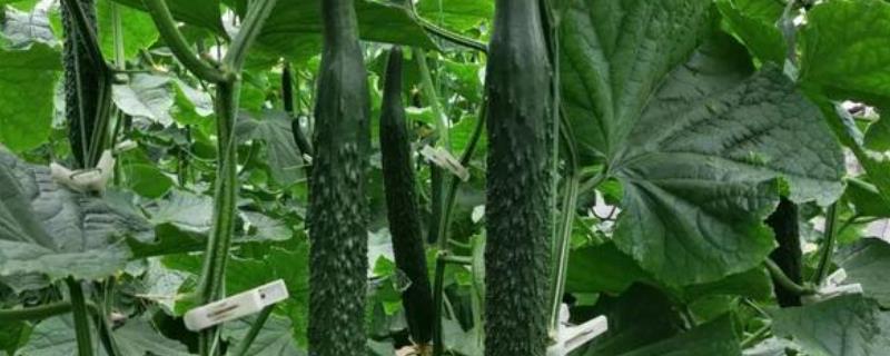 黄瓜株距是多少行距是多少附黄瓜的种植方法