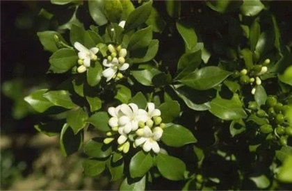 柑橘开花期需要施肥吗