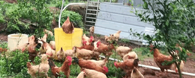 鸡打瞌睡是什么病