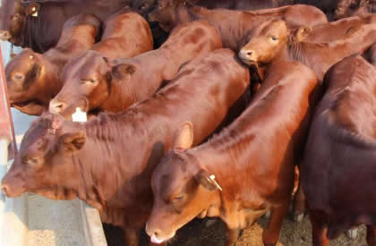 肉牛布病如何预防？