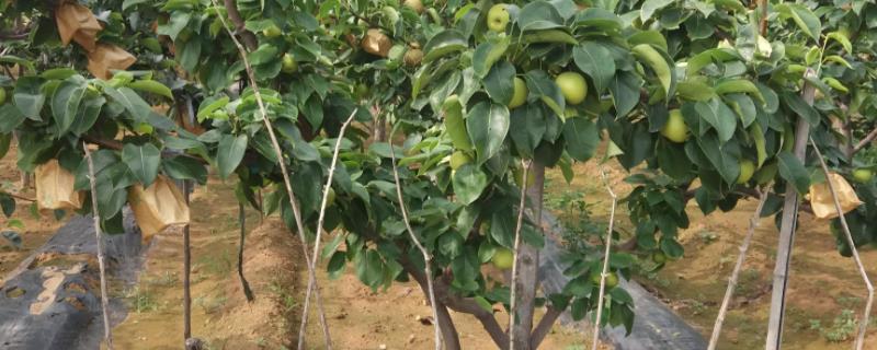 郑州农科院果树苗在哪里购买果树寿命一览表