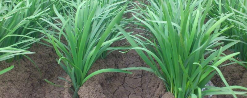 种韭菜的行距和株距多少合适附韭菜的种植时间及方法