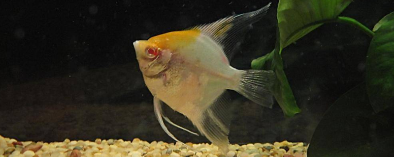 燕鱼甩籽后怎样孵化附养殖方法