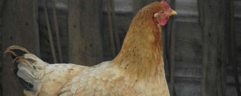 蛋鸡脱肛的原因