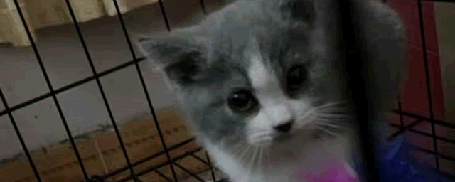 猫可以吃火腿肠吗