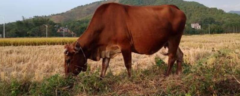 马爱吃什么牛爱吃什么牛爱吃料不吃草是什么原因