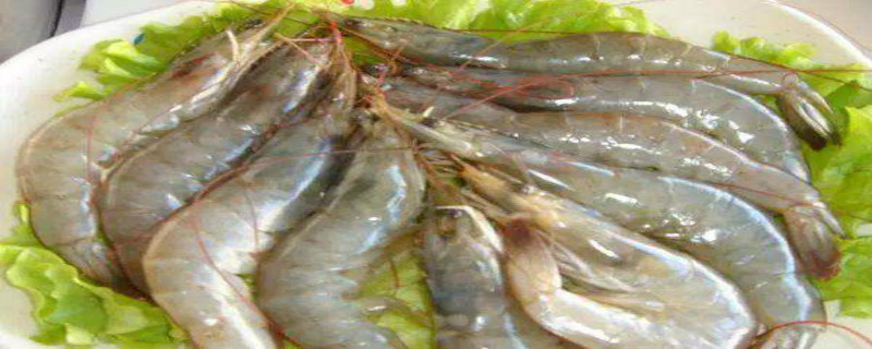 青虾喜欢吃什么东西