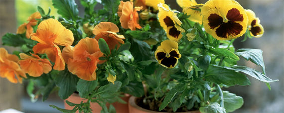 蝴蝶梅小苗什么时候掐尖