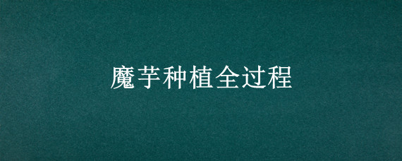 魔芋种植全过程