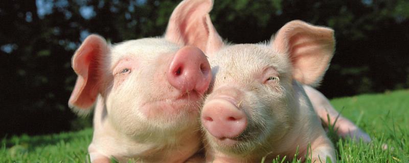 刚出生的小猪拉稀怎么办多久可以喂食