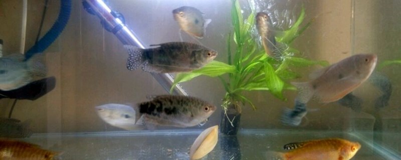 蓝龙鱼和什么鱼混养