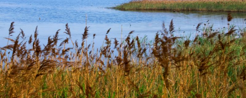 适合种在水边的植物