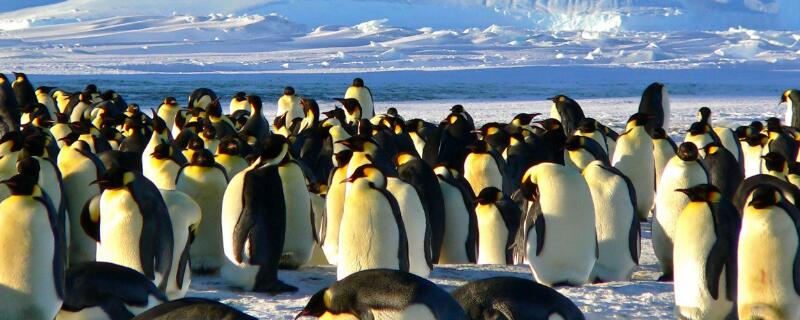 企鹅怎么过冬