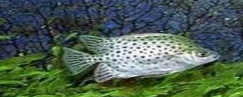 钓金鼓鱼用什么饵料