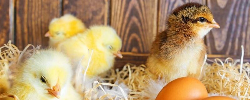小鸡吃什么饲料长得快饲料配方有哪些