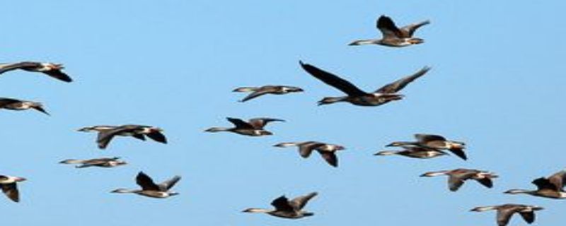 大雁有几种队形