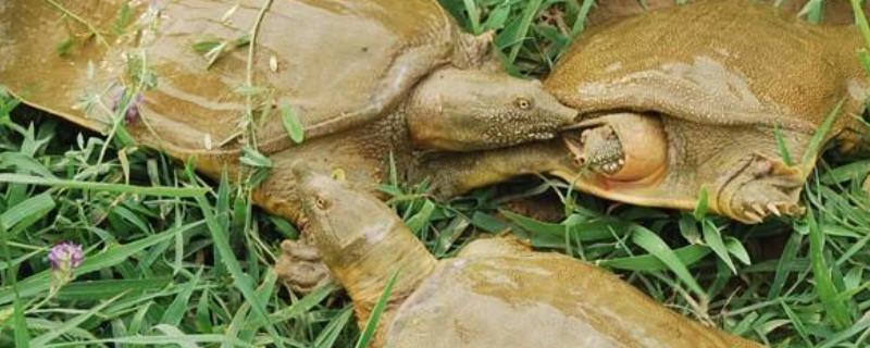 15斤的甲鱼要长多少年甲鱼和鱼能养在一起吗