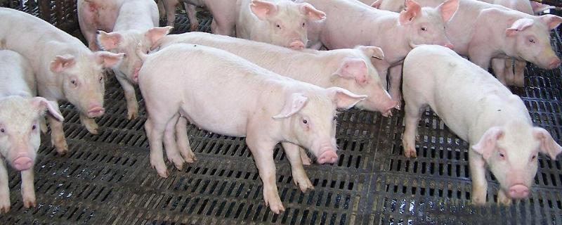 猪的大便干结专用药拉酱色粪便怎么回事