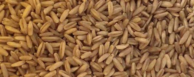 如何防治小麦红蜘蛛