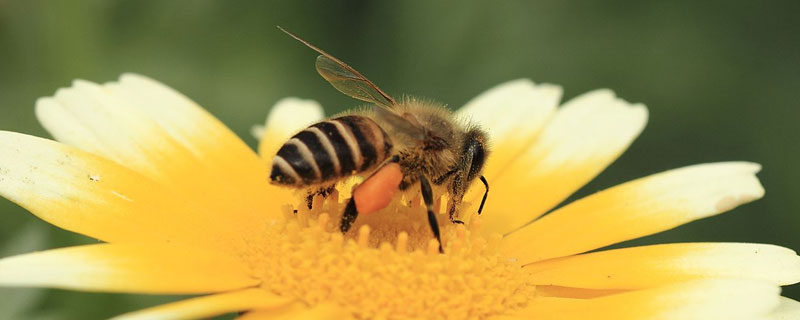 蜜蜂病害与敌害防治