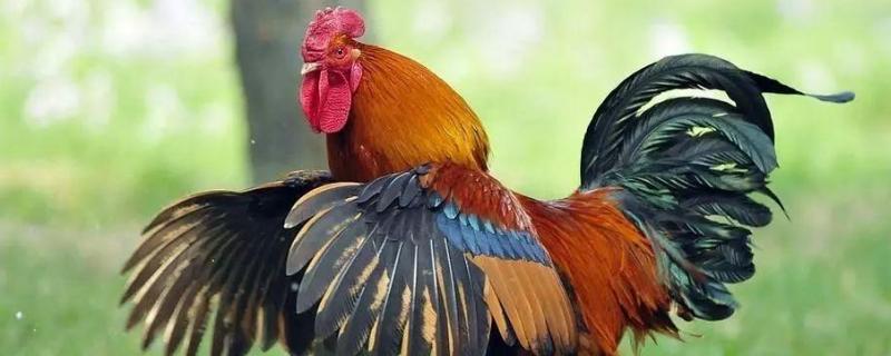 公鸡能活多少年为什么会主动咬人