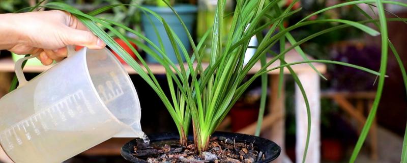 魔肥的作用及功能魔肥如何使用