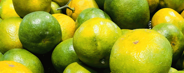 柑桔何时修剪放秋梢