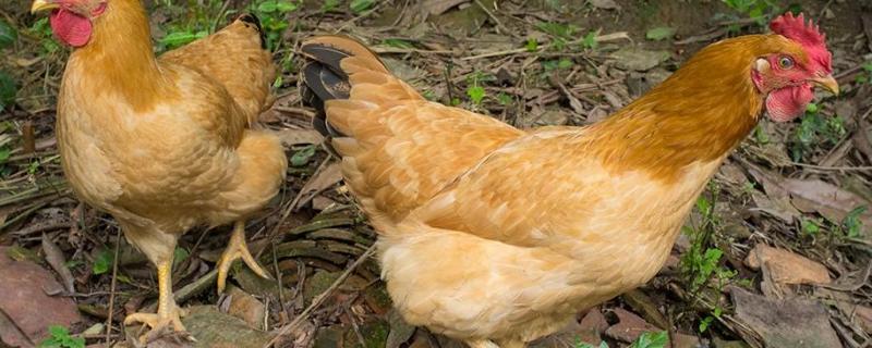 鸡吃肉吗三黄鸡也是吃激素长大的吗