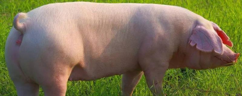 促排三号用什么稀释液什么时候打合适