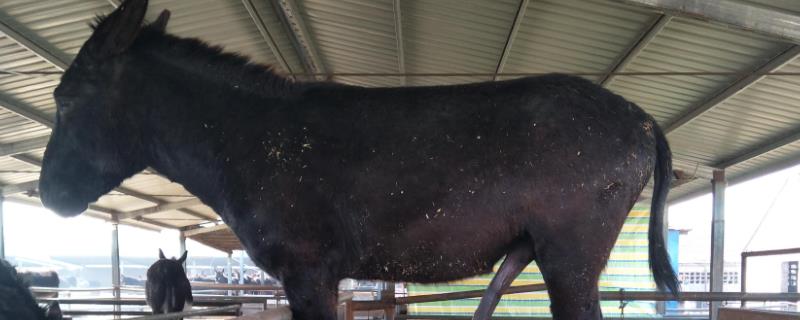 养驴需要投资多少资金养驴需要什么条件