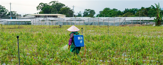丙溴磷杀什么虫