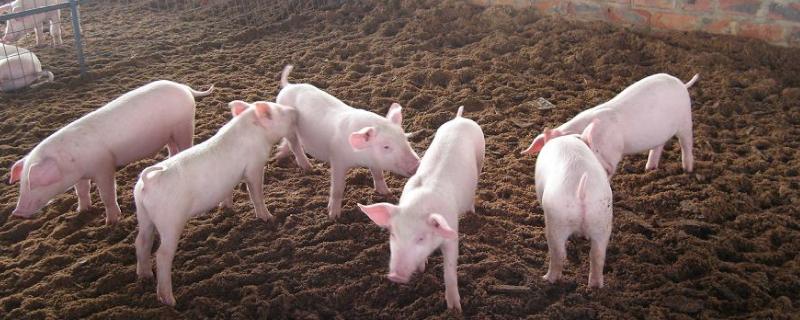 猪尖叫还带喘怎么回事小猪剪牙什么时候合适