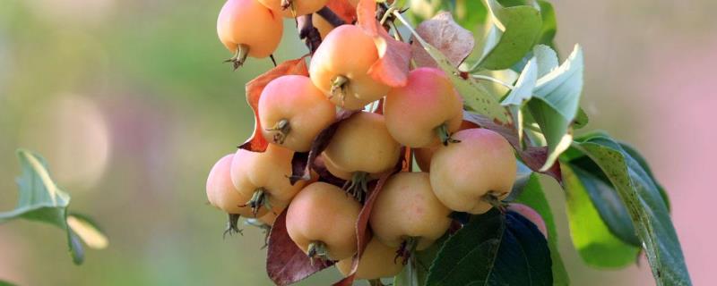 海堂花果种子有啥用途什么时间成熟