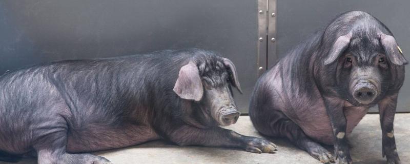 猪人工授精插管多少厘米人工授精注意事项有哪些