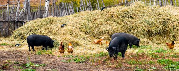 母猪嘴嚼沫子是咋回事