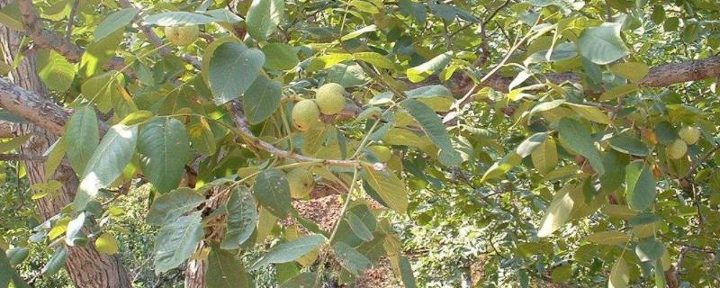 五亩核桃一年收入多少核桃林能养多少鸡