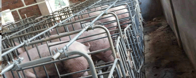 春季生猪养殖技术三大要点