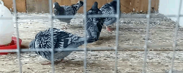 肉鸽疾病如何防治