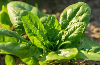 春季该如何种植好菠菜