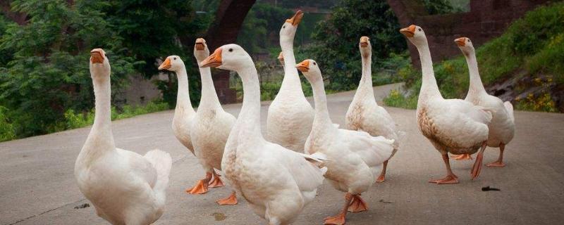 家禽有哪些动物养禽场哪些环境因素对家禽饲养至关重要
