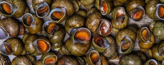 田螺怎么把小螺生出来