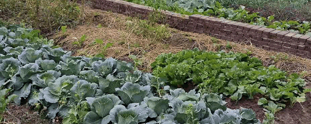 蛐蛐是益虫还是害虫