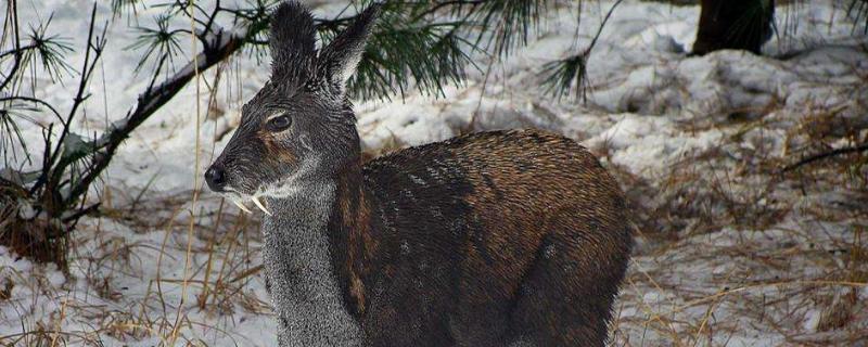 麝可以私人养殖吗需要什么手续