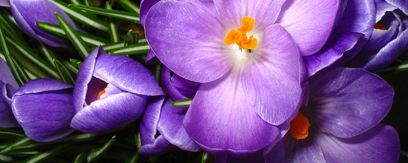 紫罗兰花怕冻吗？紫罗兰花怕冷吗