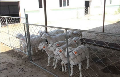 羊的体外寄生虫怎样预防与治疗？有哪些表现形式？